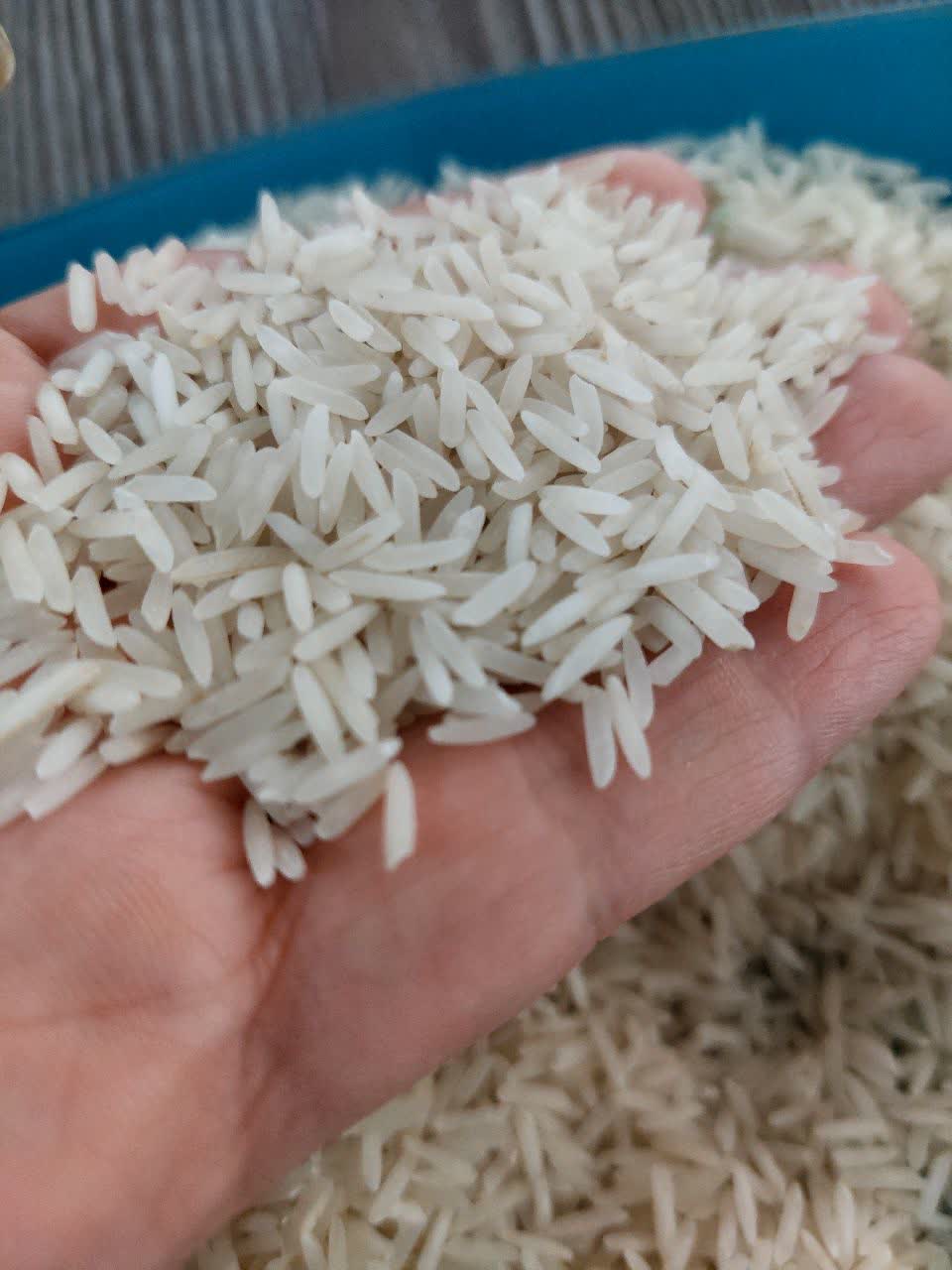 برنج طارم محلی شیروان ایلام